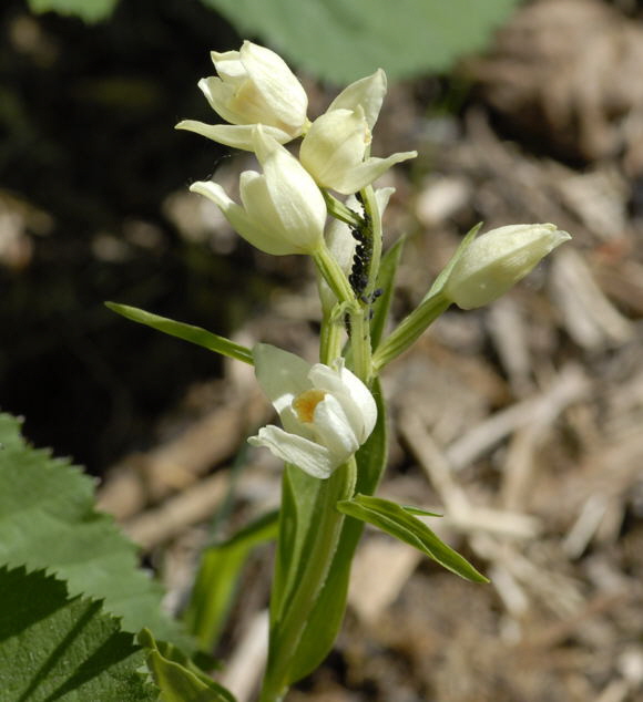 Weies Waldvglein (Cephalanthera damasonium) Mai 2011 Bensheim Zell und Gronau Orchideen NIKON 036