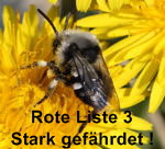 Weissfleckige Trauerbiene kl.