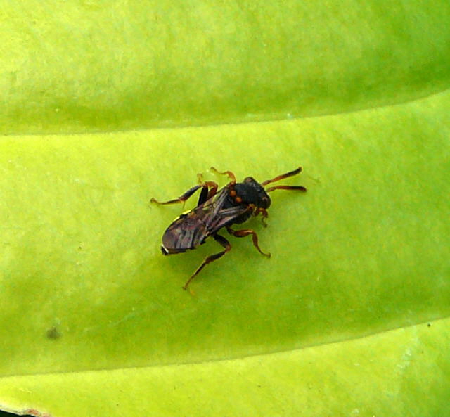 Wespenbiene 2 (Nomada spec.) Juli 09 Bienen Huett 115