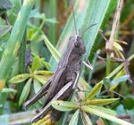 Wiesen-Grashpfer Chorthippus dorsatus W kl.