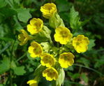 Wiesen-Schlsselblume2 kl.