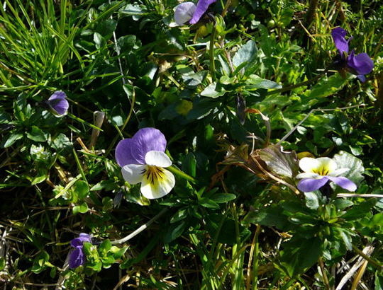 Wildes Stiefmtterchen April 2008 Httenfeld Aqudukt & Blumen 033