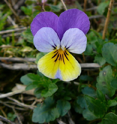 Wildes Stiefmtterchen April 2008 Httenfeld Aqudukt & Blumen 038