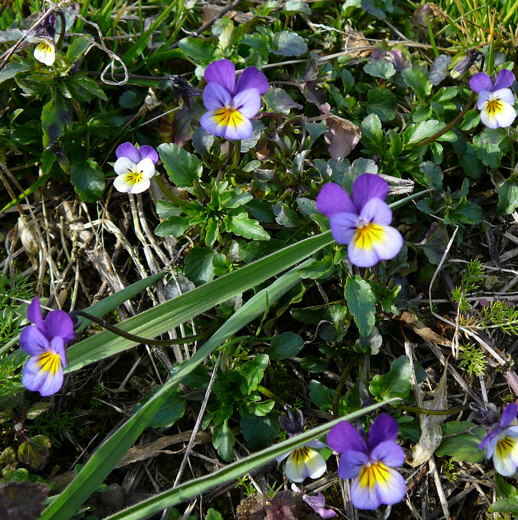 Wildes Stiefmtterchen April 2008 Httenfeld Aqudukt & Blumen 043