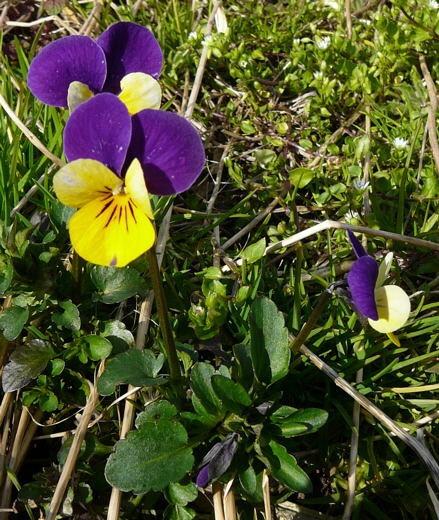 Wildes Stiefmtterchen April 2008 Httenfeld Aqudukt & Blumen 046