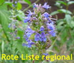 Ysop Hyssopus officinalis kl.