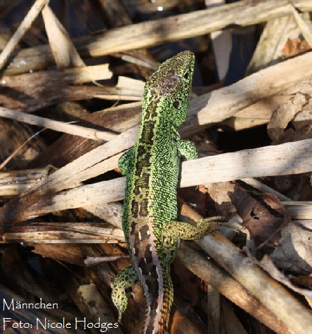 Zauneidechse April09-LorscherSee-3_N
