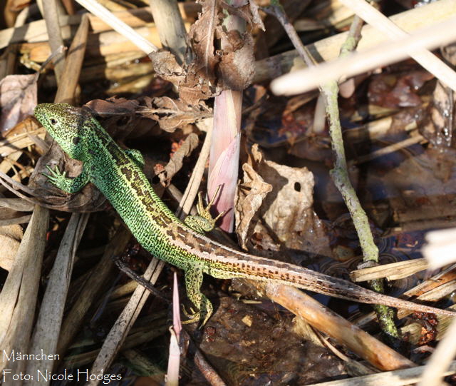Zauneidechse April09-LorscherSee-4_N