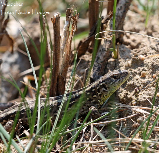 Zauneidechse April09-ViernheimerHeide-1_N