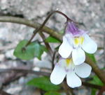 Zimbelkraut (Cymbalaria muralis) kl.