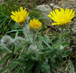 Zottiges Habichtskraut Hieracium villosum kl.