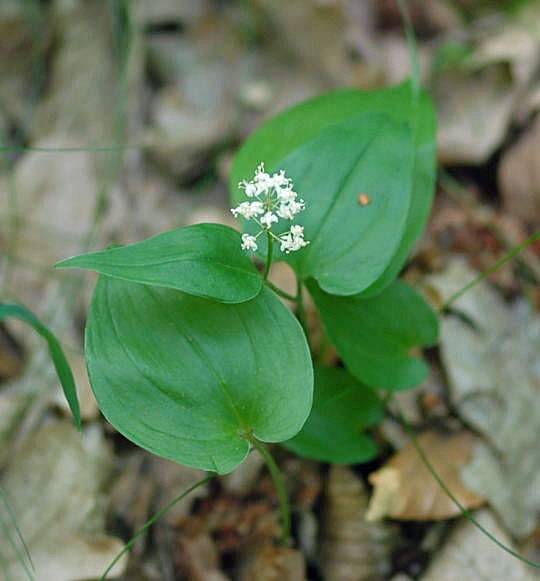 Zweiblttriges Schattenblmchen (Maianthemum bifolium) Mai 09 Htt Mlldepnie u.Viernheimer Wald 065