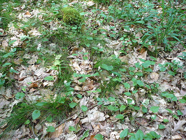 Zweiblttriges Schattenblmchen (Maianthemum bifolium) Mai 09 Htt Mlldepnie u.Viernheimer Wald Pana 010