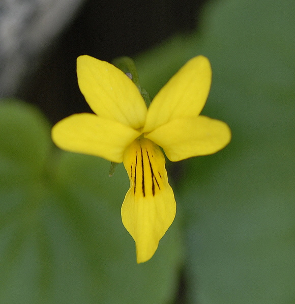 Zweibltiges (Gelbes) Veilchen (Viola biflora)  11.7.2011 Kreut Alm, Alpspitze Bergbahn NIKON 031