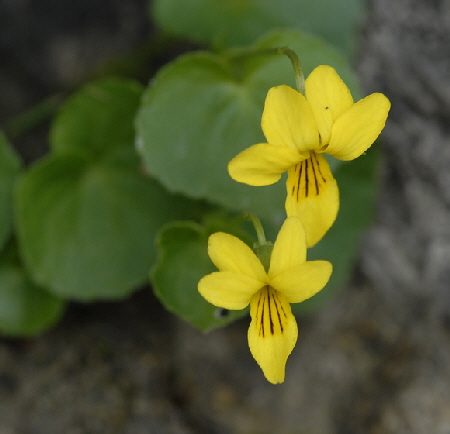 Zweibltiges (Gelbes) Veilchen (Viola biflora) 11.7.2011 Kreut Alm, Alpspitze Bergbahn NIKON 032
