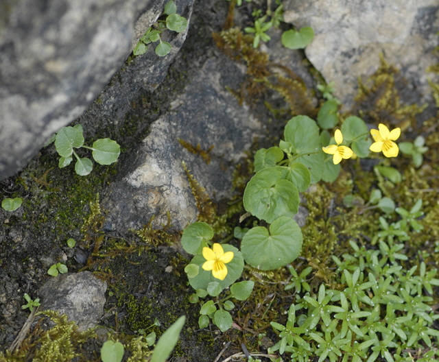 Zweibltiges (Gelbes) Veilchen (Viola biflora) 11.7.2011 Kreut Alm, Alpspitze Bergbahn NIKON 029