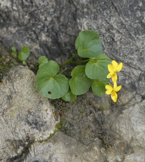 Zweibltiges (Gelbes) Veilchen (Viola biflora) 11.7.2011 Kreut Alm, Alpspitze Bergbahn NIKON 030