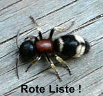 Ameisenwespe - Mutilla marginata kl.