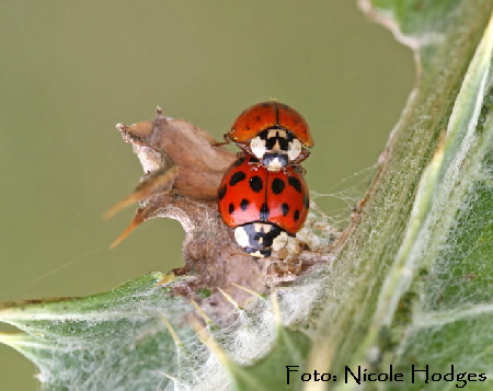 Asiatischer Marienkäfer Harmonia axyridis-Paarung-Nr4-BrachackerHüttenfeldbeiKreisel-21.06_N Asiatischer Marienkäfer Harmonia axyridis-Paarung-Nr4-BrachackerHüttenfeldbeiKreisel-21.06_N