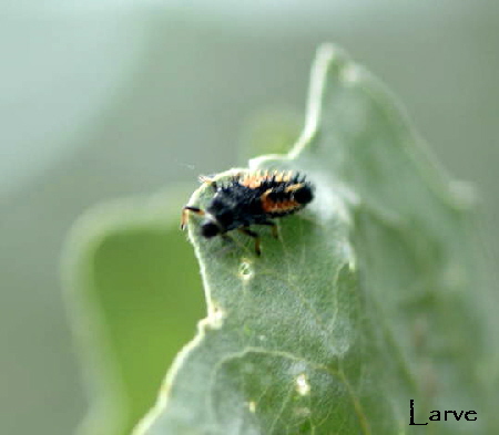 Asiatischer Marienkäfer (Larve) Mai 2008 Naturschutzgebiet LA Biedensand 041 Asiatischer Marienkäfer (Larve) Mai 2008 Naturschutzgebiet LA Biedensand 041
