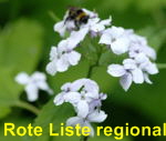 Ausdauerndes Silberblatt (Lunaria rediviva) wei kl.