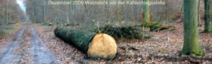 BAnner Dez 2009 Viernheimer Wald - Rodung 032 BAnner Dez 2009 Viernheimer Wald - Rodung 032