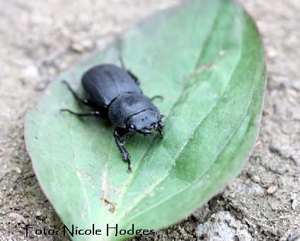Balkenschrter Dorcus parallelipipedus-10.05.09-Httenfeld-ersterGrabenamSchloss-2-N