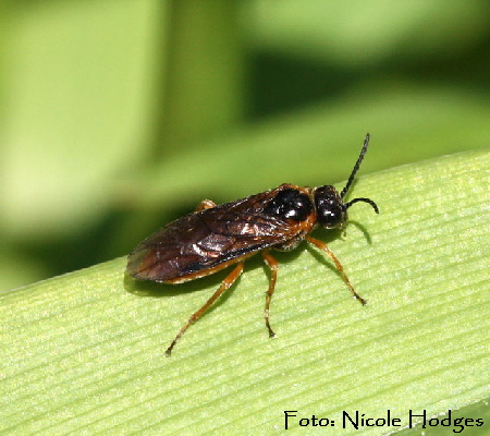 Blattwespe 2 -April09-Garten-1a_N