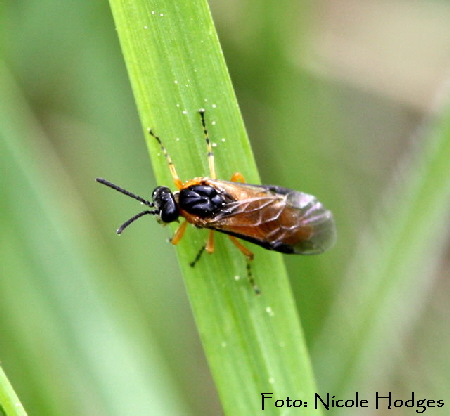Blattwespe 3 -orangeschwarz-Httenfeld-Brachacker-vorMlldeponie-1a-N