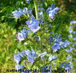 a_Blaue_Natternkopf_Juni_2010_Viernheimer_Heide_NSG_Glockenbuckel_048_250