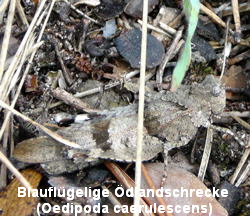 a_Blauflugelige_Odlandschrecke__Oedipoda_caerulescens__Sept_2010_Viernheimer_Glockenbuckel_Blumen_039_250