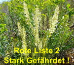 Blaugrnes Schillergras kl.