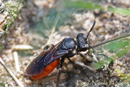 Blutbiene (Sphecodes albilabris)-Mai09-WaldHttenfeld-1-N