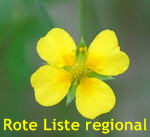 Blutwurz (Potentilla erecta) kl.
