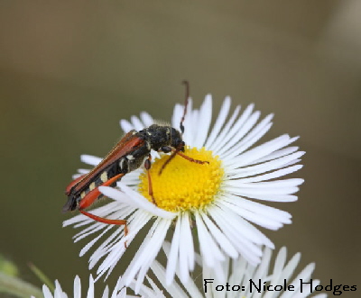 Braunrötliche Spitzdeckenbock Stenopterus rufus-BrachackerHüttenfeld-amFriedhof-21.06.09-1-N Braunrötliche Spitzdeckenbock Stenopterus rufus-BrachackerHüttenfeld-amFriedhof-21.06.09-1-N
