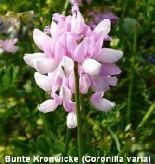 a_Bunte_Kronwicke_Juni_2010_Viernheimer_Heide_NSG_Glockenbuckel_090_250