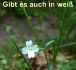 Drsiges Weidenrschen (Epilodium ciliatum) kl.