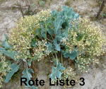 Echter Meerkohl (Crambe maritima)  kl.