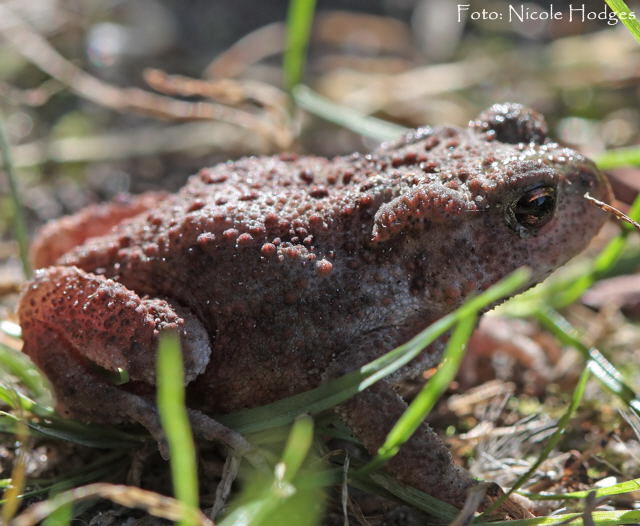 Erdkrte-30.08.09 Lorsch Seeufer2_N