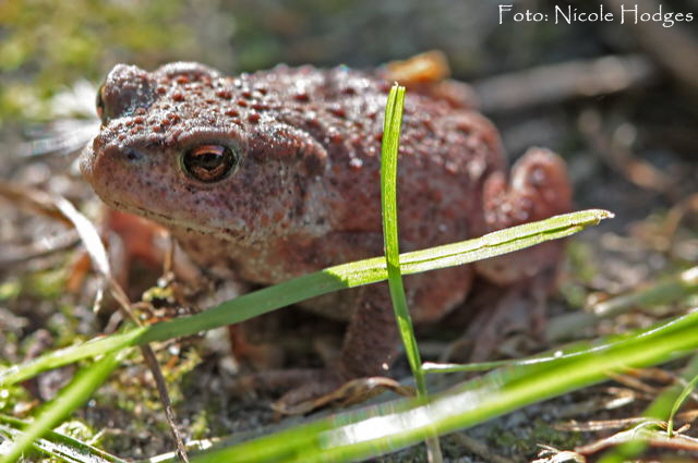 Erdkrte-30.08.09 Lorsch Seeufer_N