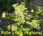 Feld-Kresse (Lepidium campestre) kl.