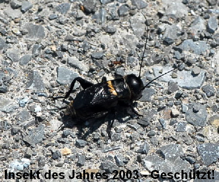 Feldgrille Nikon Mai 09 Schmetterlinge u. Insekten Viernheimer Heide 088