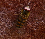 Feldschwebfliege kl.