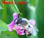 Frhe Langhornbiene (Eucera nigrescens) kl.
