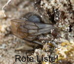 Frhlings--Seidenbiene (Colletes cunicularius)-kl.