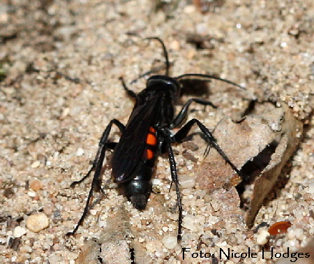 Frhlings-Wegwespe (Anoplius viaticus)-April09-HttenelderWald-Sanddne-1_N