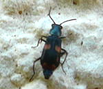 Gebnderter Warzenkfer  Anthocomus fasciatus kl.