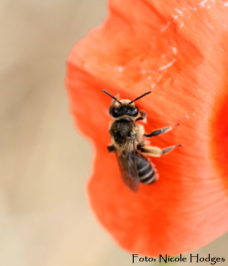 Gemeine Sandbiene (Andrena flavipes) Weibchen-Mohn-BrachackerHttenfeldbeiKreisel-21.06.09-1-N