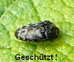 Gemeine Zwergprachtkfer (Trachys minutus) kl.