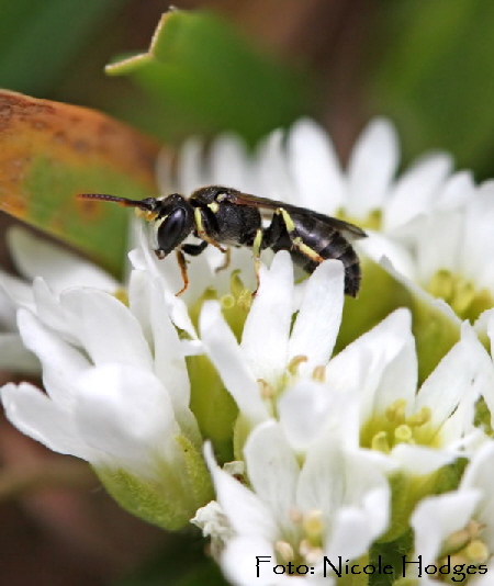 Geringelte Maskenbiene Hylaeus annularis Mnnchen-winzig-ca6mm-BrachackerHttenfeld-amFriedhof-21.06.09a_N